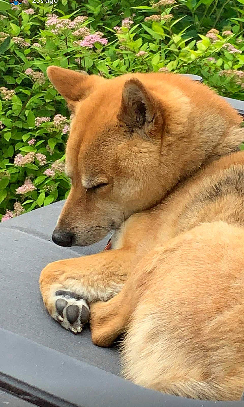 Kailua joined the competition — help win amazing prizes! ancient_dog_breeds, canidae, carnivore, companion_dog, dog, dog_breed, fawn, fur, grass, non_sporting_group, plant, snout, spitz, tail, terrestrial_animal, tree, whiskers, wildlife, working_animal