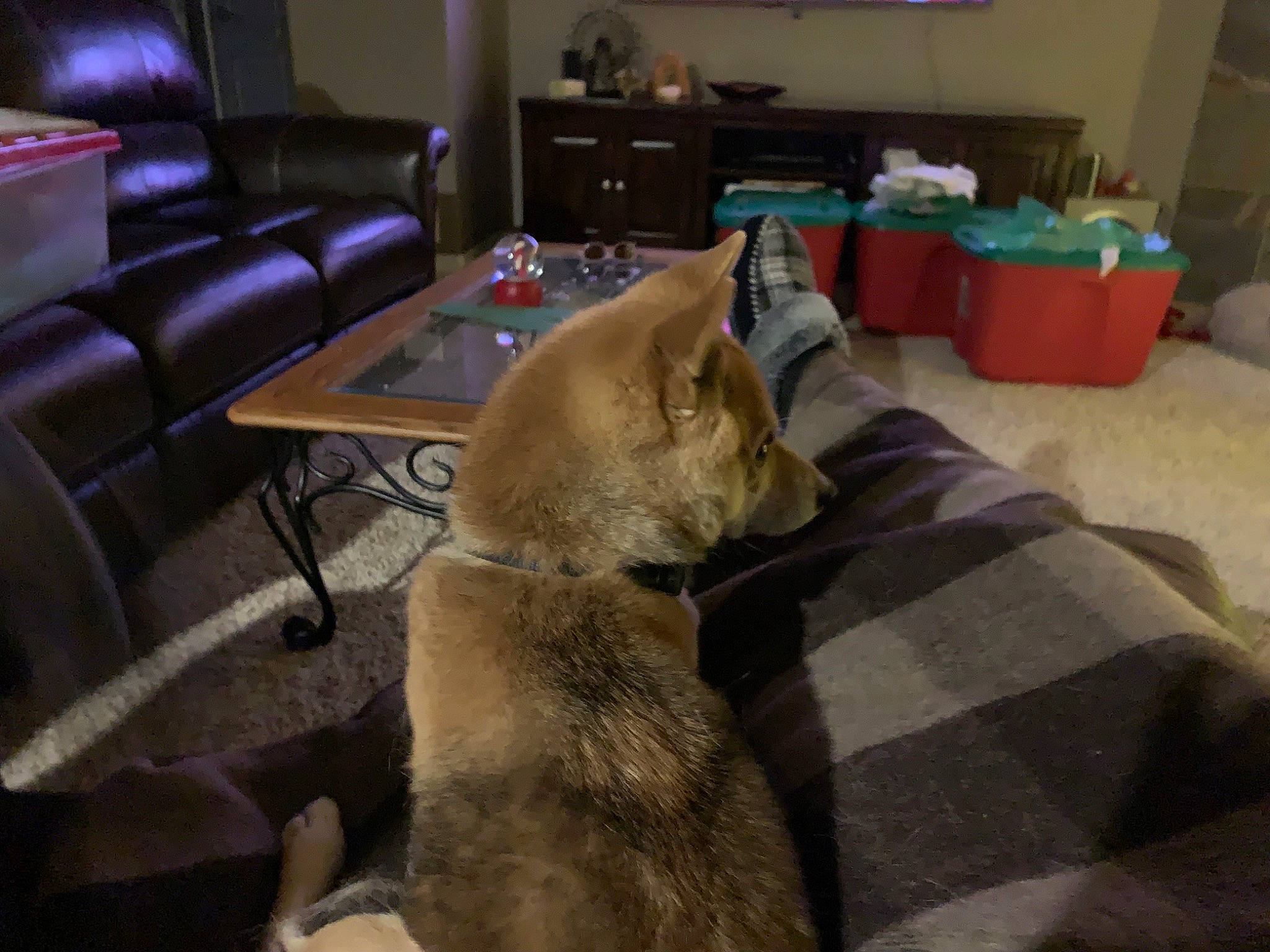 Kailua joined the competition — help win amazing prizes! carnivore, collar, comfort, companion_dog, dog, dog_breed, fawn, felidae, floor, flooring, fur, hardwood, houseplant, living_room, paw, picture_frame, room, small_to_medium_sized_cats, tail, whiskers