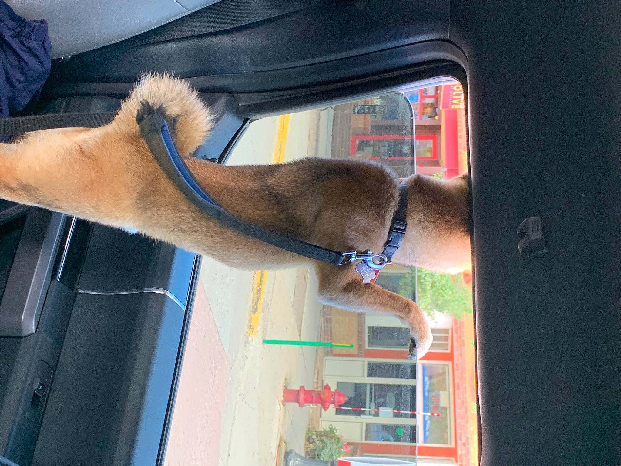 Kailua joined the competition — help win amazing prizes! auto_part, automotive_exterior, automotive_mirror, canidae, carnivore, dog, dog_breed, fawn, foot, human_leg, mammal, pet_supply, plant, snout, sporting_group, tail, vehicle, vehicle_door, window, windshield