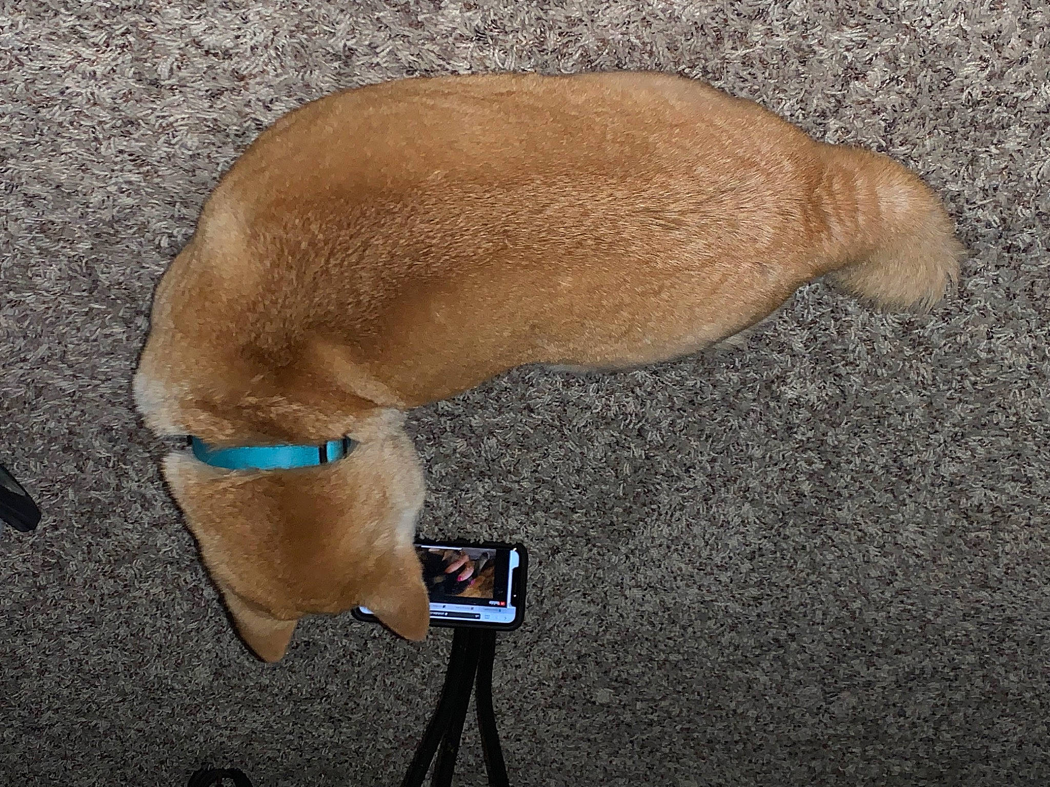 Kodi is registered to the contest to win money with this photo: canidae, carnivore, collar, companion_dog, dog, dog_breed, dog_collar, dog_supply, fashion_accessory, fawn, jewellery, liver, pet_supply, snout, sporting_group, strap, tail, terrestrial_animal, working_animal, wrist