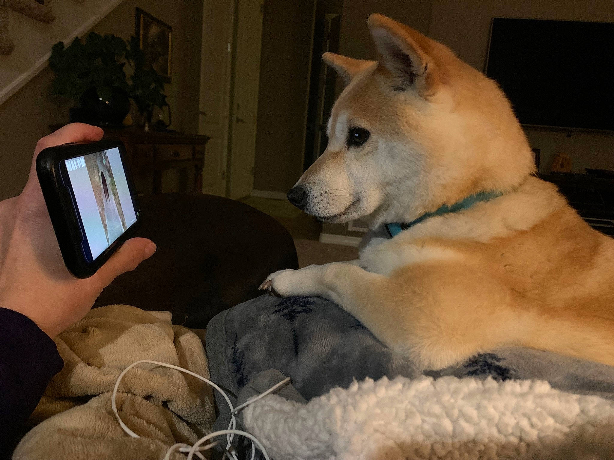 Kodi is registered to the contest to win money with this photo: carnivore, collar, comfort, communication_device, companion_dog, dog, dog_breed, fawn, fur, houseplant, mobile_device, mobile_phone, plant, portable_communications_device, snout, spitz, tablet_computer, tail, telephony, working_animal