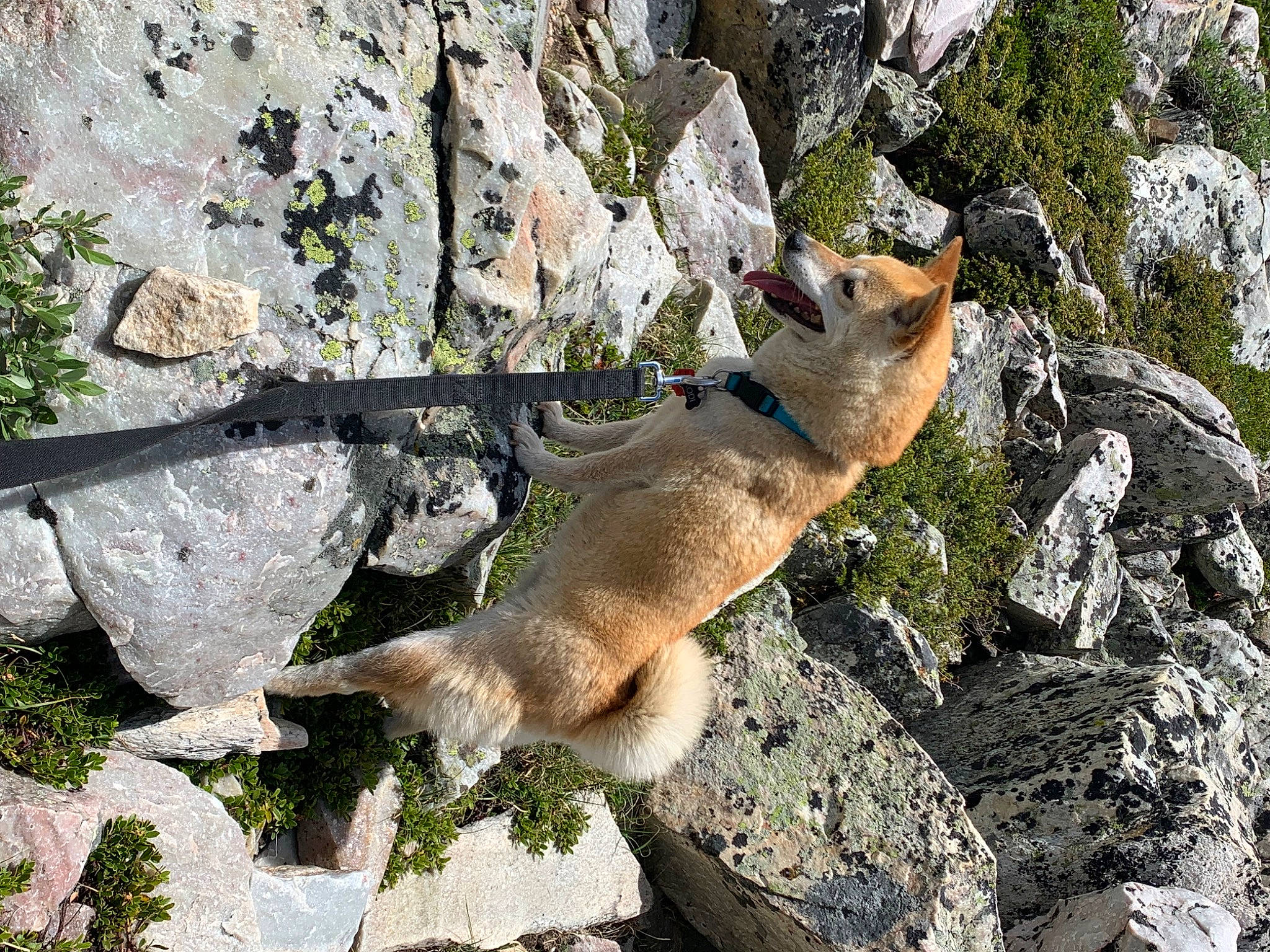 Kodi joined the competition — help win amazing prizes! bedrock, big_cats, canidae, carnivore, chipmunk, fawn, felidae, fox, outcrop, plant, rock, small_to_medium_sized_cats, tail, terrestrial_animal, whiskers, wildlife