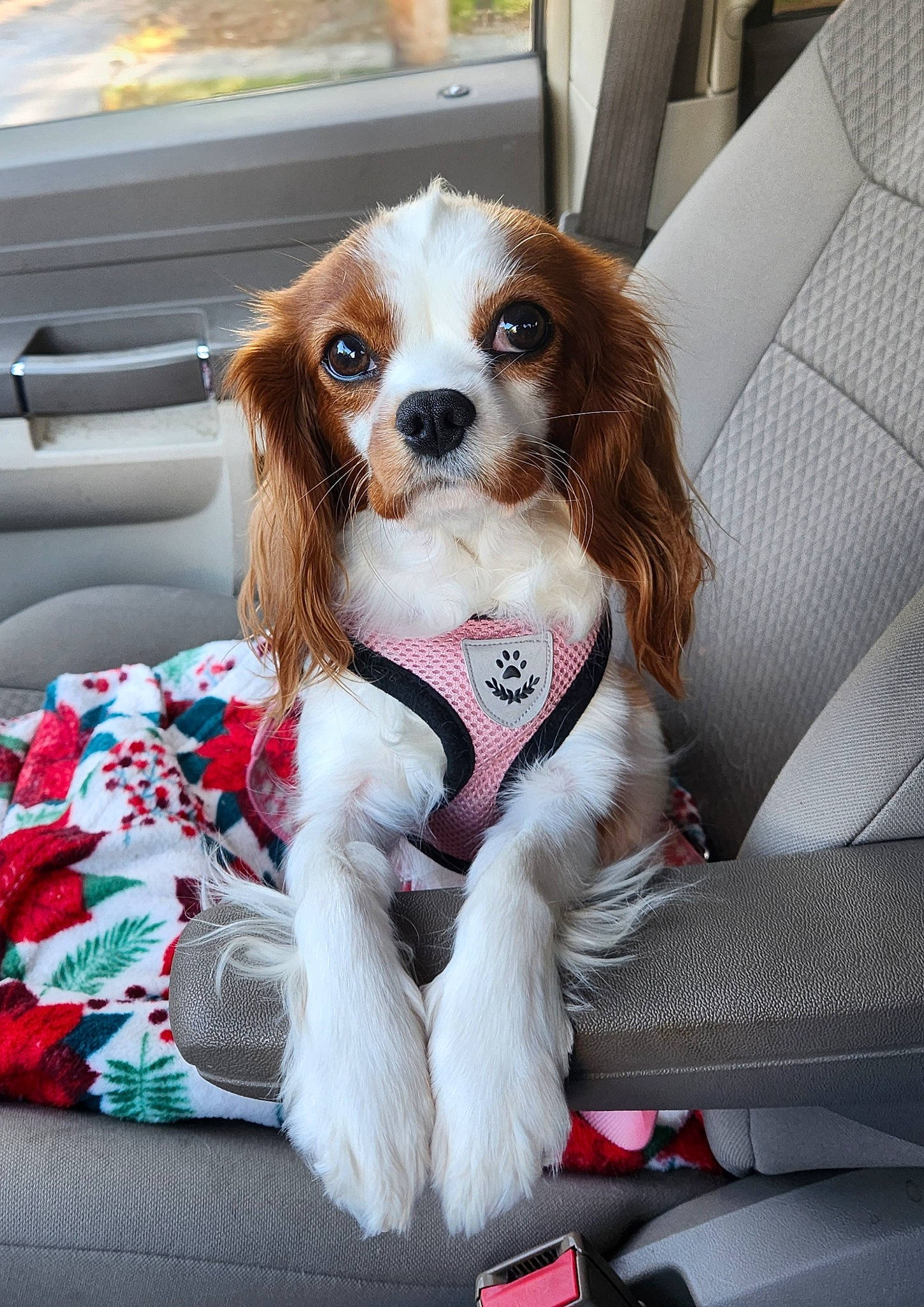 Opal Jean joined the competition — help win amazing prizes! canidae, carnivore, cavalier_king_charles_spaniel, companion_dog, couch, dog, dog_breed, dog_supply, fawn, formal_wear, fur, king_charles_spaniel, liver, non_sporting_group, snout, spaniel, sporting_group, toy_dog, working_animal