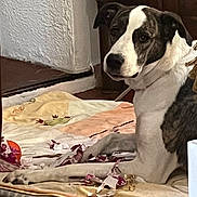 Nouchka a rejoint le concours — aidez-le/la à gagner de superbes lots ! dog, pet, indoor, mat, shredded_paper, floor, animal, white, black, brown, fur, looking_back, guilty_look, resting, canine, home, domestic, quiet, mess, curious