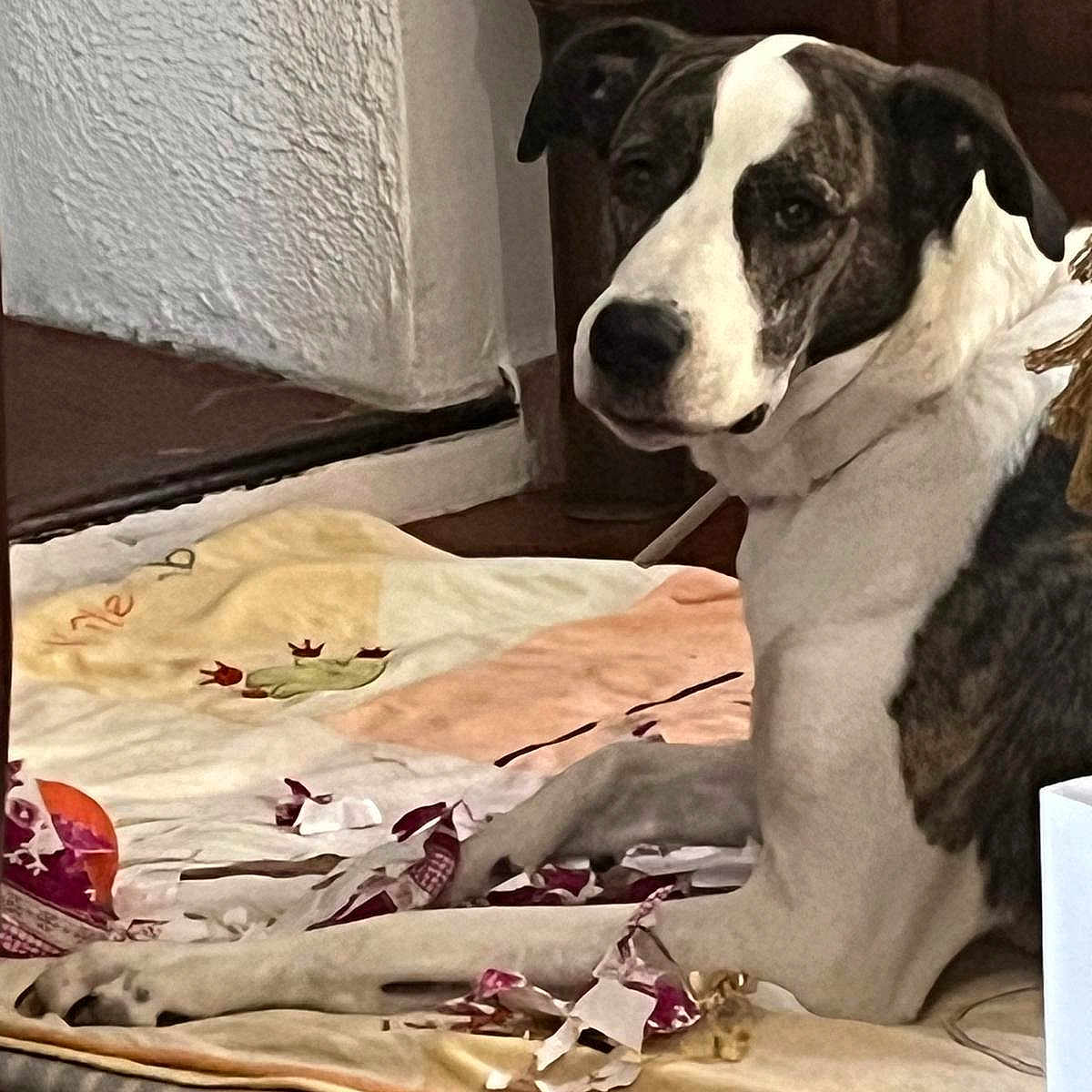 Nouchka a rejoint le concours — aidez-le/la à gagner de superbes lots ! animal, black, brown, canine, curious, dog, domestic, floor, fur, guilty_look, home, indoor, looking_back, mat, mess, pet, quiet, resting, shredded_paper, white