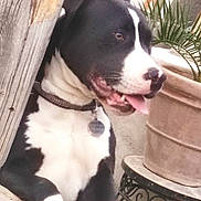 Ulysse a rejoint le concours — aidez-le/la à gagner de superbes lots ! animal, backyard, black_and_white, canine, collar, curious, daylight, dog, face, fur, metal_table, nature, outdoor, paw, pet, plant, playful, potted_plant, tongue_out, wooden_fence