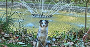 Veyra a rejoint le concours — aidez-le/la à gagner de superbes lots ! dog, australian_shepherd, pet, animal, sitting, fountain, water, garden, park, outdoor, autumn, leaves, flowers, grass, trees, palm_tree, leash, portrait, symmetrical_composition, sunlight