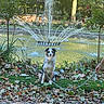 dog, australian_shepherd, pet, animal, sitting, fountain, water, garden, park, outdoor, autumn, leaves, flowers, grass, trees, palm_tree, leash, portrait, symmetrical_composition, sunlight