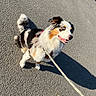 Veyra participe au concours pour gagner de l'argent avec cette photo : dog, puppy, australian_shepherd, merle_coat, blue_eyes, fluffy, smiling, sitting, leash, collar, outdoor, pavement, sunlight, shadow, pet, companion_animal, black_white, brown, portrait, walk