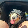 dog, puppy, pet, animal, portrait, car, vehicle, interior, hat, cap, tongue, happy, playful, blue_eyes, fluffy, black_white_fur, brown_fur, sunlight, automotive_product, candid