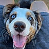 Veyra a rejoint le concours — aidez-le/la à gagner de superbes lots ! dog, puppy, blue_eyes, fluffy, long_hair, open_mouth, tongue, happy, smiling, close_up, portrait, pet, canine, muzzle, nose, whiskers, outdoor, grass, person, lap