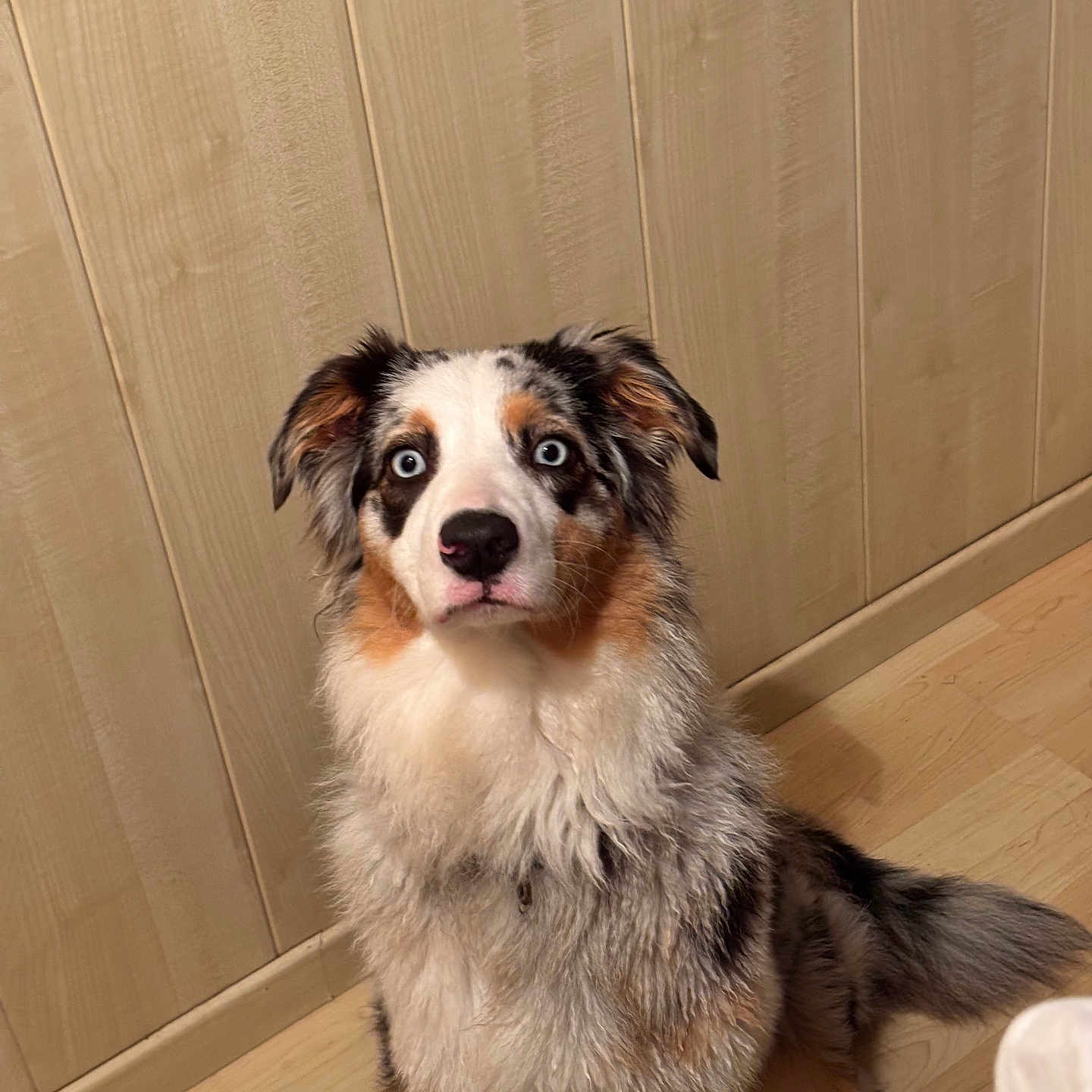 Veyra a rejoint le concours — aidez-le/la à gagner de superbes lots ! dog, puppy, australian_shepherd, sitting, fluffy, fur, blue_eyes, white, black, brown, tri_color, long_hair, portrait, indoors, wooden_floor, wood_paneling, home, pet, looking_at_camera, cute