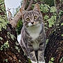 abyssinian, advertisement, angora, animal, art, calendar, cat, collage, kitten, manx, number, person, pet, plant, poster, symbol, text, tree, treetrunk, vegetation