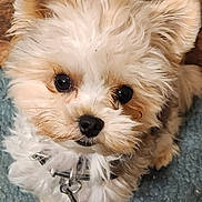 Cedric is registered to the contest to win money with this photo: puppy, dog, small_dog, fluffy, cream_fur, tan_fur, portrait, close_up, cute, adorable, black_nose, dark_eyes, fur, collar, tag, carpet, indoor, pet, looking_at_camera, animal