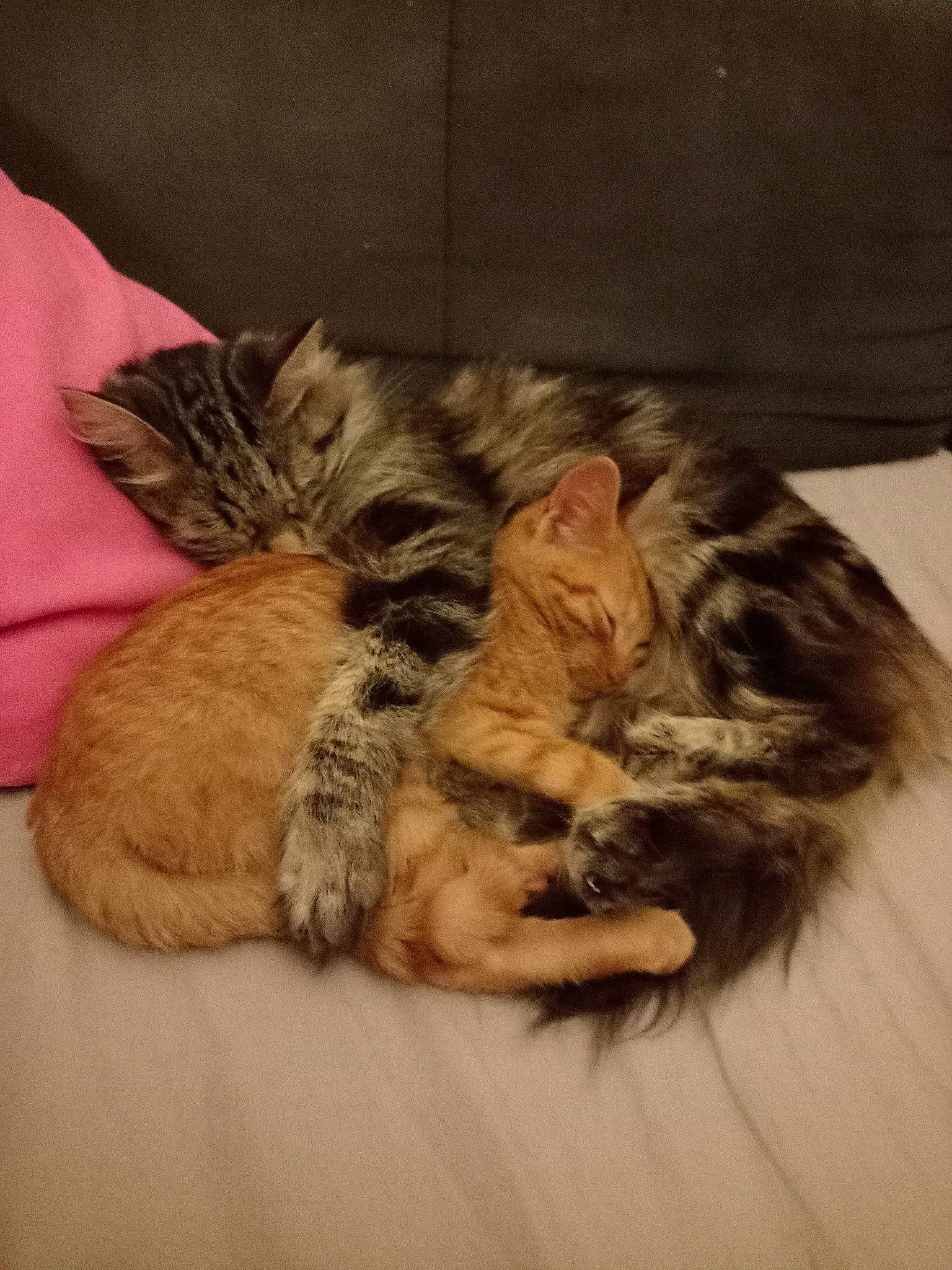 Spicy a rejoint le concours — aidez-le/la à gagner de superbes lots ! bed, bed_sheet, bedding, carnivore, cat, claw, comfort, domestic_short_haired_cat, fawn, felidae, fur, linens, nap, paw, sleep, small_to_medium_sized_cats, tail, whiskers, wood