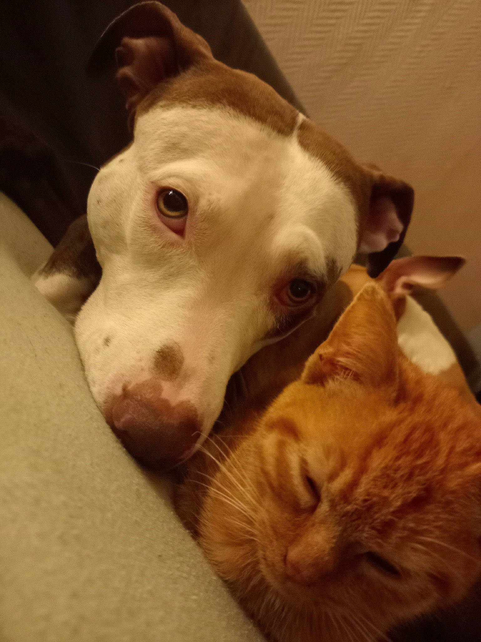 Spicy a rejoint le concours — aidez-le/la à gagner de superbes lots ! canidae, carnivore, cat, comfort, companion_dog, dog, dog_breed, domestic_short_haired_cat, ear, fawn, felidae, fur, mammal, paw, pet_supply, selfie, snout, sporting_group, whiskers, working_animal