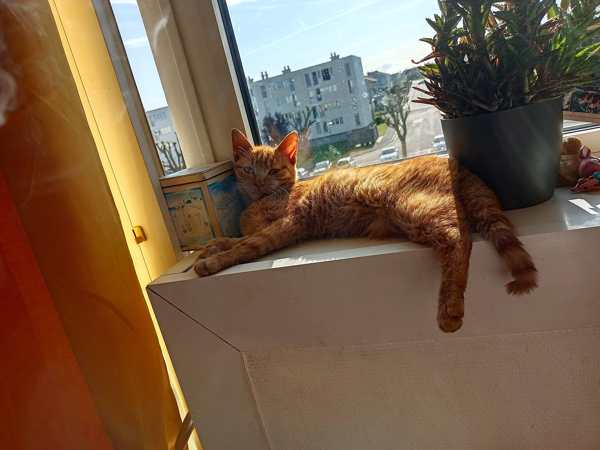 Spicy participe au concours pour gagner de l'argent avec cette photo : building, carnivore, cat, chair, fawn, felidae, flooring, flowerpot, house, houseplant, plant, small_to_medium_sized_cats, tail, tints_and_shades, tree, trunk, twig, whiskers, window, wood