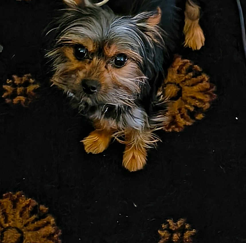 King Km Conner is registered to the contest to win money with this photo: dog, small_dog, scruffy_fur, brown_fur, black_fur, carpet, patterned_carpet, indoor, pet, cute, looking_up, animal, fur, paw, floor, companion, domestic_animal, adorable, tiny, friendly