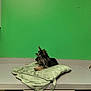 King Km Conner is registered to the contest to win money with this photo: dog, small_dog, yorkshire_terrier, cushion, green_wall, indoor, countertop, pet, fur, animal, looking_away, relaxed, domestic, home, resting, ear, black_fur, brown_fur, side_view, quiet