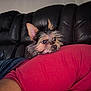 King Km Conner joined the competition — help win amazing prizes! dog, small_dog, pet, scruffy_dog, black_leather_couch, red_clothing, person, indoor, resting, animal_face, ears, fur, cute, companion, relaxing, home, domestic_animal, watchful, cozy, laying_down