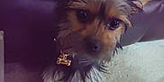 King Km Conner is registered to the contest to win money with this photo: dog, close_up, pet, collar, tag, fur, wet, small_dog, curious, animal, indoors, brown_fur, black_fur, face, ears, portrait, companion, cute, looking, domestic_animal