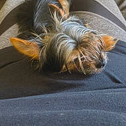 King Km Conner joined the competition — help win amazing prizes! dog, pet, lap, relaxing, casual_clothing, black_shirt, gray_pants, furry, small_dog, indoors, couch, resting, close_up, companion, cozy, domestic, animal, cute, calm, fur