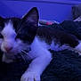Kirk joined the competition — help win amazing prizes! kitten, cat, black_and_white, furry, pet, animal, indoor, blanket, soft, cute, feline, resting, paw, fur, cozy, laying, young, domestic, closeup, bedroom