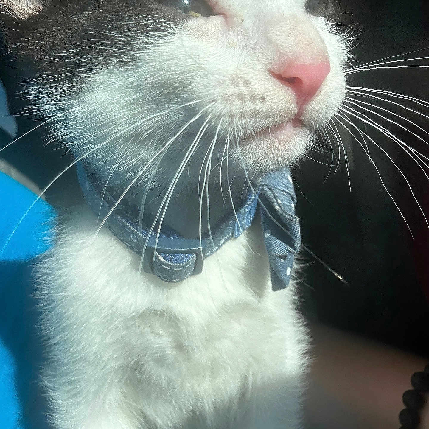 Kirk joined the competition — help win amazing prizes! animal, black_and_white, bow, cat, close_up, collar, cute, domestic_animal, face, feline, fur, happy, indoor, muzzle, nose, pet, pet_accessory, portrait, sunlight, whiskers