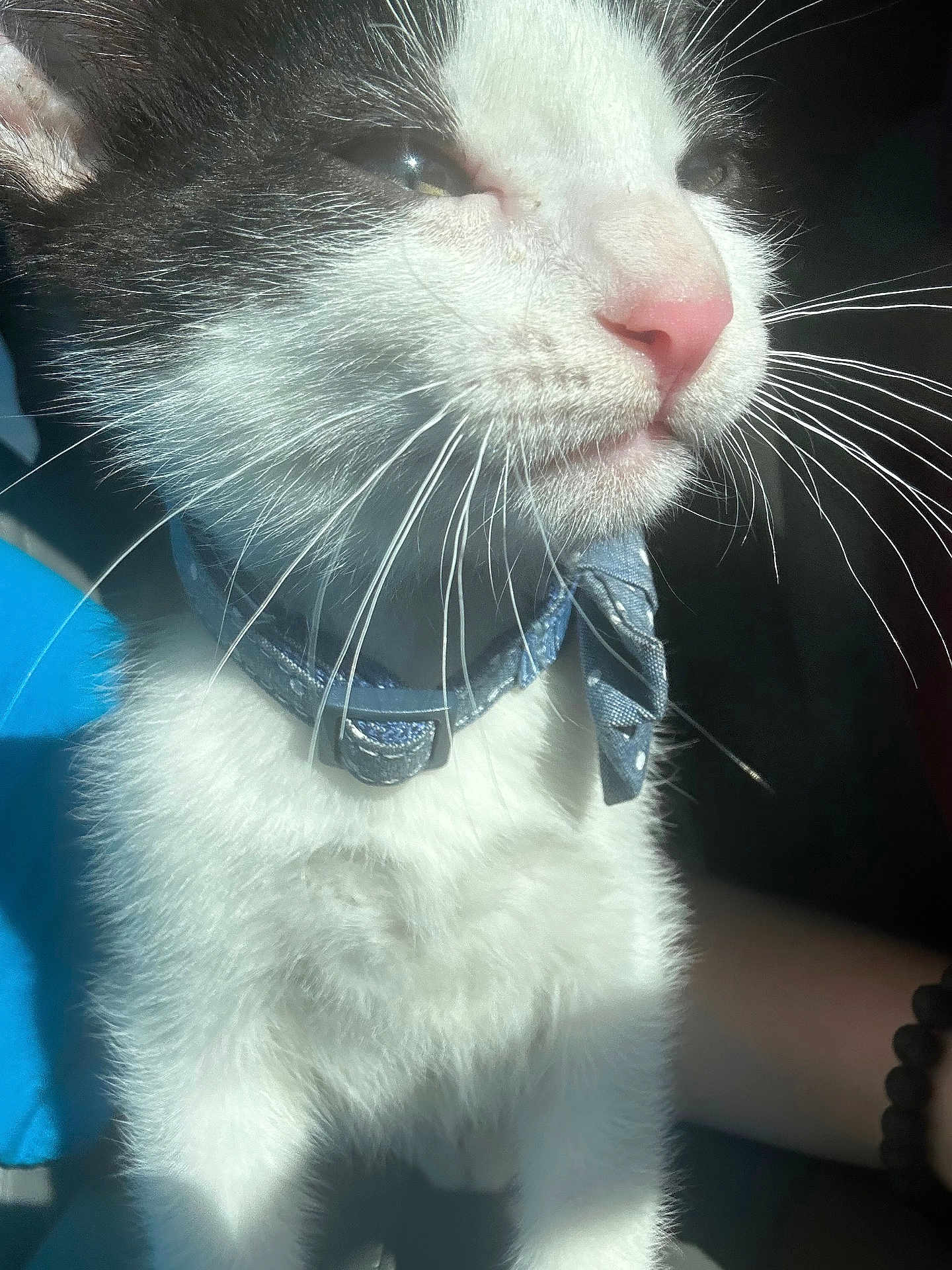 Kirk joined the competition — help win amazing prizes! cat, close_up, black_and_white, whiskers, collar, bow, pet, feline, sunlight, animal, cute, fur, portrait, domestic_animal, pet_accessory, indoor, nose, face, muzzle, happy
