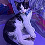 Kirk is registered to the contest to win money with this photo: kitten, cat, black_and_white, bow_tie, pet, animal, reflection, indoor, feline, young, cute, fur, whiskers, ears, tail, purple_light, sitting, domestic, cozy, curious