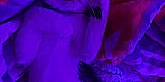 Kirk joined the competition — help win amazing prizes! cat, sleeping, blanket, cozy, purple_light, black_and_white, pet, fur, whiskers, relaxed, indoor, cute, animal, nap, soft, comfort, paw, face, resting, warm