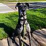 dog, great_dane, leash, sidewalk, grass, outdoor, pet, canine, animal, sitting, sunlight, shadow, collar, residential_area, daytime, quiet, calm, large_dog, muzzle, ears