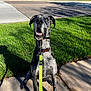 dog, great_dane, leash, sidewalk, grass, outdoor, sunny, pet, canine, animal, sitting, obedient, curious, collar, shadow, daylight, nature, park, muzzle, ears