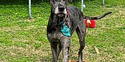 Charlie joined the competition — help win amazing prizes! dog, great_dane, bowtie, outdoor, grass, toy, trampoline, fence, pet, canine, playful, yard, animal, summer, nature, mammal, domestic_animal, standing, festive, collar