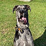 dog, great_dane, bow_tie, tongue_out, outdoor, grass, sunlight, pet, canine, playful, animal, portrait, happy, summer, nature, mammal, sitting, cute, spot, friendly