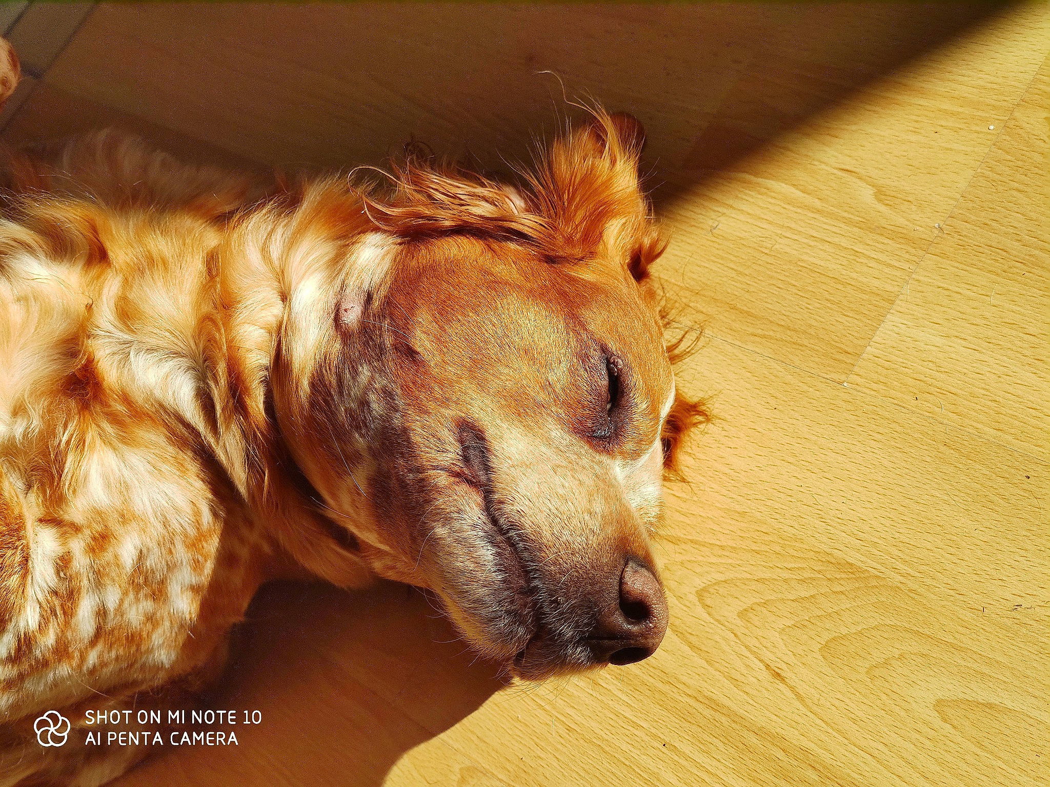 Glamour a rejoint le concours — aidez-le/la à gagner de superbes lots ! afghan_hound, canidae, carnivore, companion_dog, dog, dog_breed, floor, fur, golden_retriever, lurcher, puppy, silken_windhound, snout, sporting_group, street_dog, whiskers