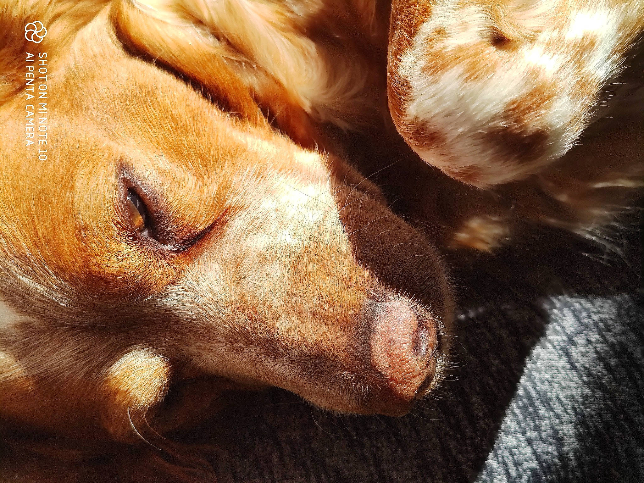 Glamour a rejoint le concours — aidez-le/la à gagner de superbes lots ! canidae, carnivore, close_up, companion_dog, dog, dog_breed, ear, fawn, fur, golden_retriever, nose, photography, puppy, puppy_love, retriever, snout, sporting_group, whiskers