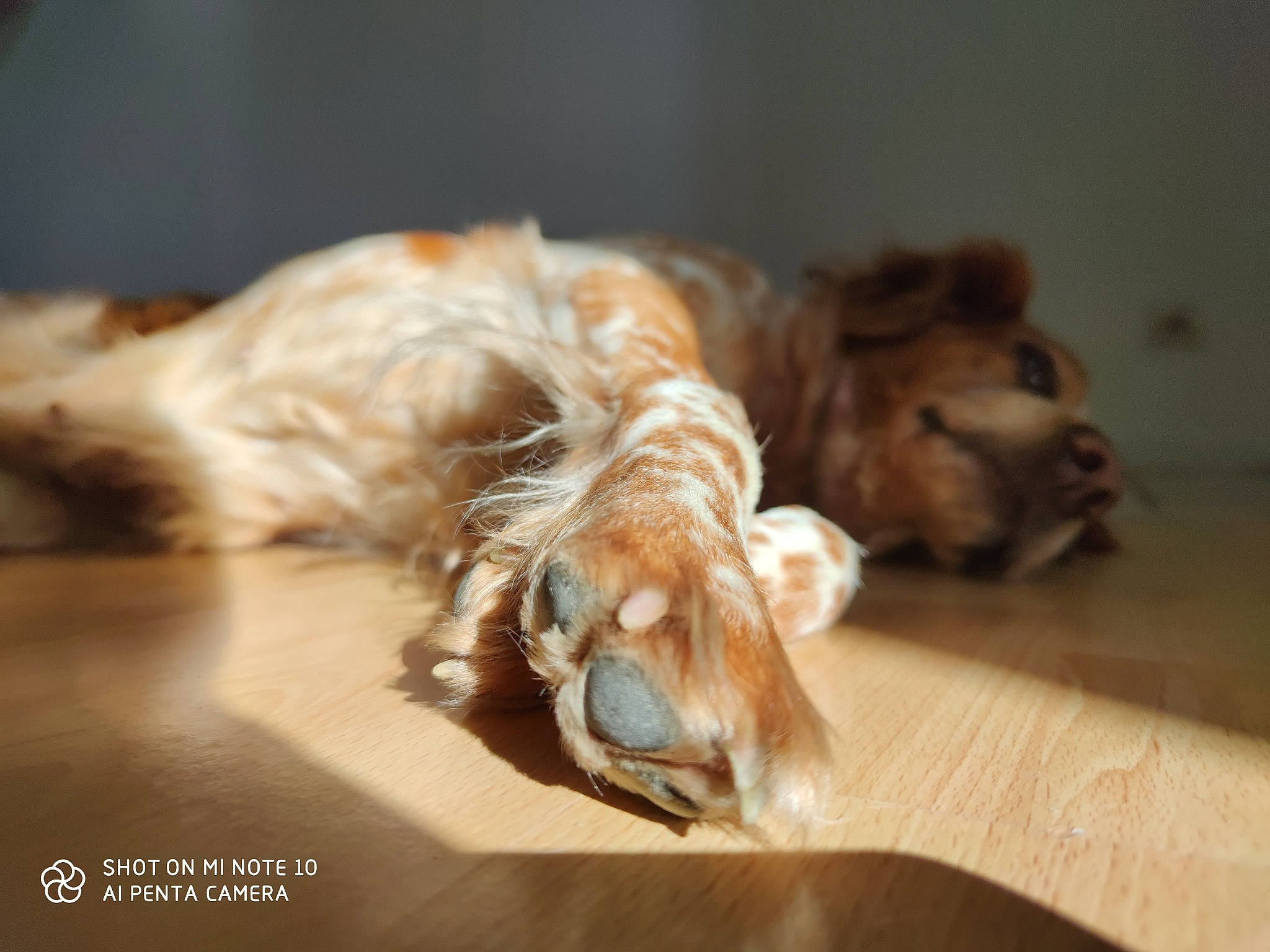 Glamour participe au concours pour gagner de l'argent avec cette photo : american_cocker_spaniel, canidae, carnivore, cocker_spaniel, companion_dog, dog, dog_breed, english_cocker_spaniel, fawn, golden_retriever, puppy, spaniel, sporting_group, toy_dog