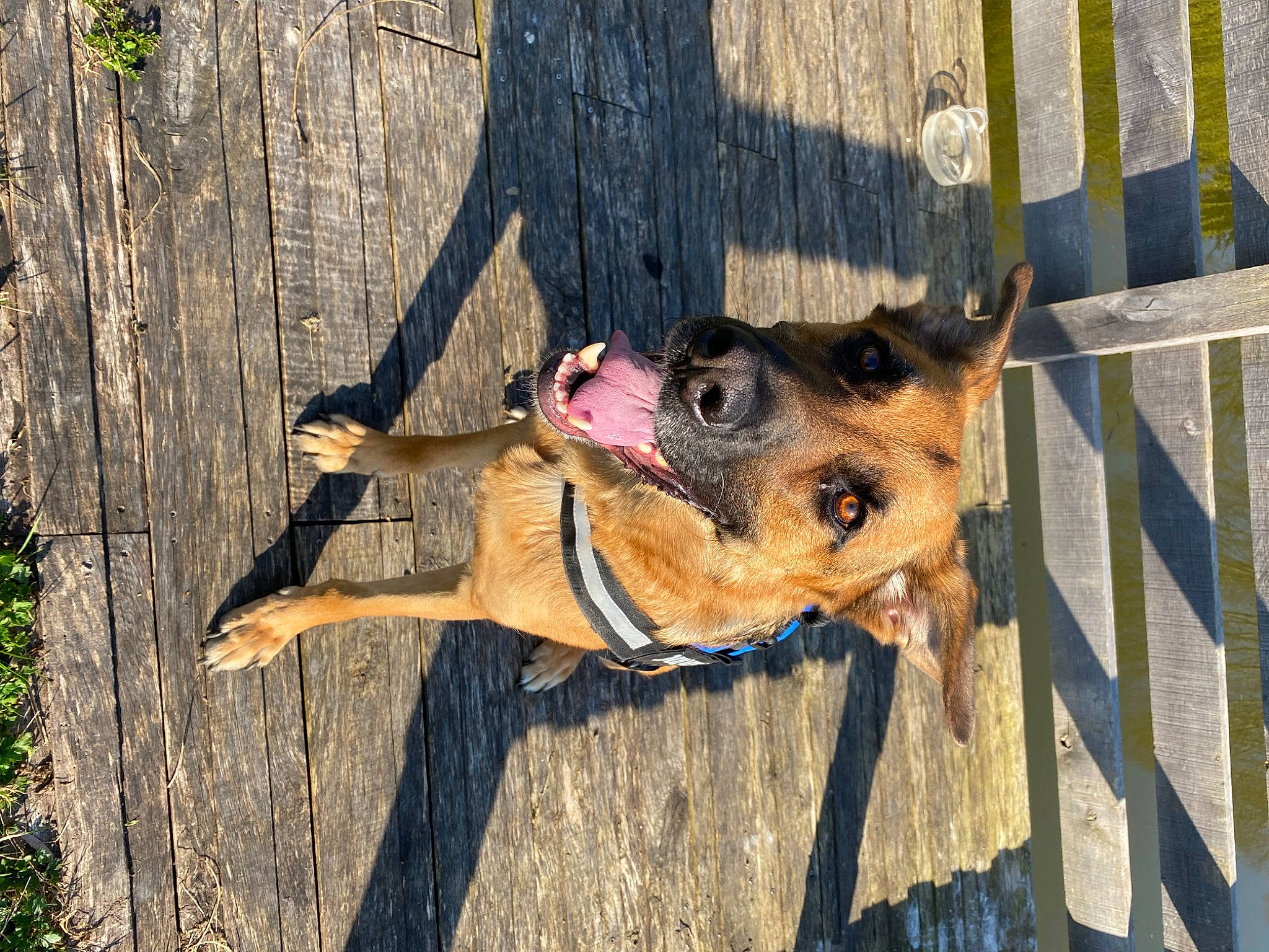 Seth participe au concours pour gagner de l'argent avec cette photo : canidae, carnivore, collar, companion_dog, dog, dog_breed, dog_supply, fawn, fence, german_shepherd_dog, grass, natural_material, old_german_shepherd_dog, plant, snout, sporting_group, terrestrial_animal, tree, trunk, wood