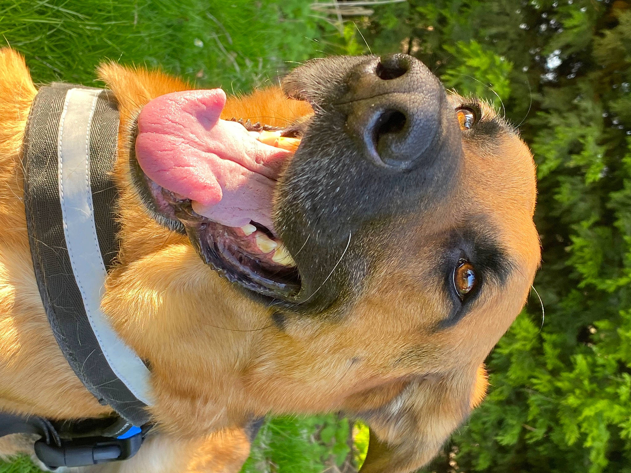 Seth a rejoint le concours — aidez-le/la à gagner de superbes lots ! canidae, carnivore, collar, companion_dog, dog, dog_breed, fawn, fur, grass, guard_dog, pet_supply, plant, snout, sporting_group, terrestrial_animal, toy, tree, whiskers, working_animal, working_dog