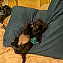 puppy, dog, black_dog, pacifier, blue_pillow, blanket, bed, wooden_wall, indoor, cute, pet, lying_down, young_dog, small_dog, fur, tail, relaxed, cozy, animal, domestic