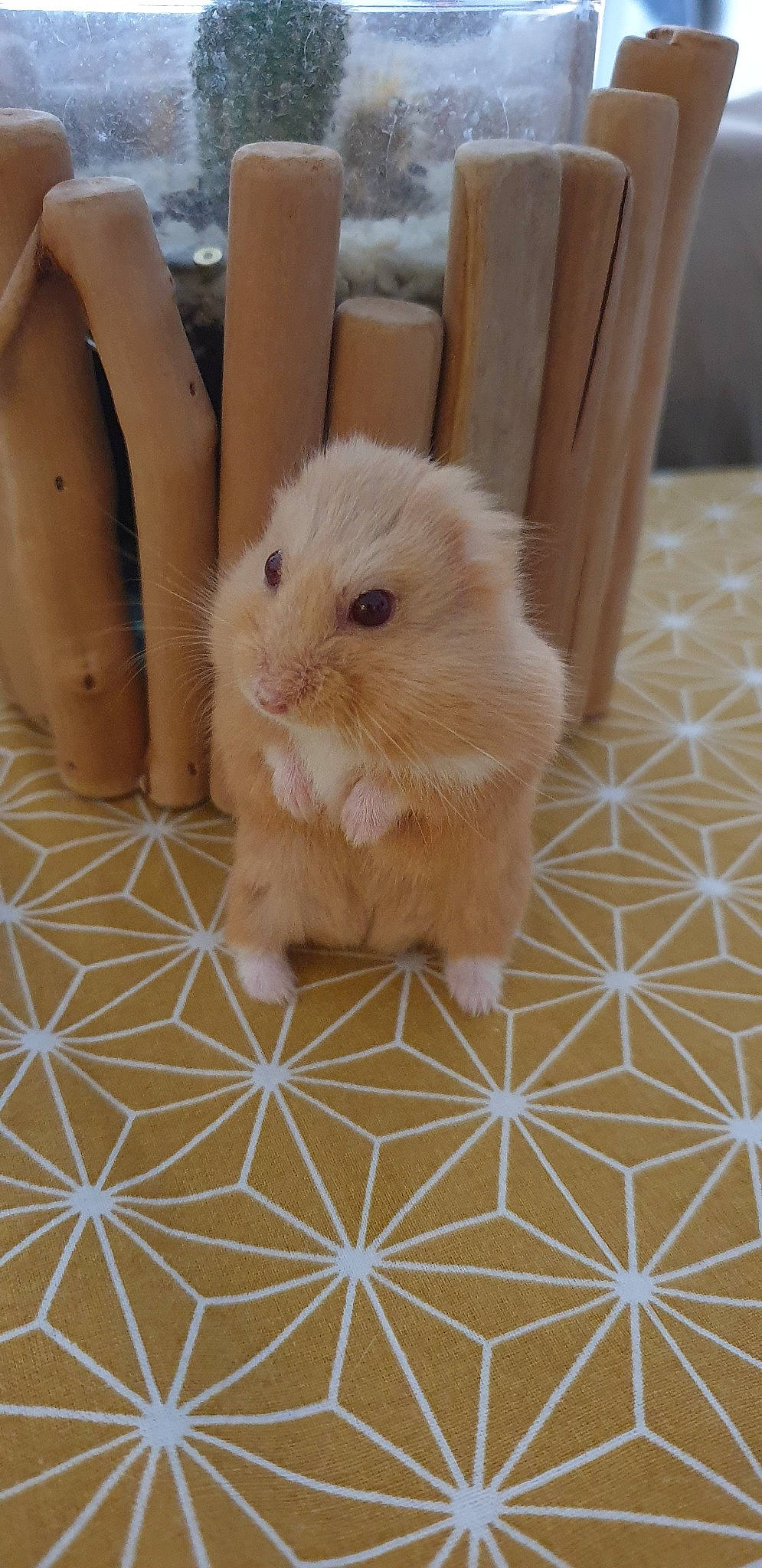 Cahuète participe au concours pour gagner de l'argent avec cette photo : domestic_rabbit, fawn, fur, hamster, mammal, rabbit, rabbits_and_hares, skin, snout, whiskers, wood