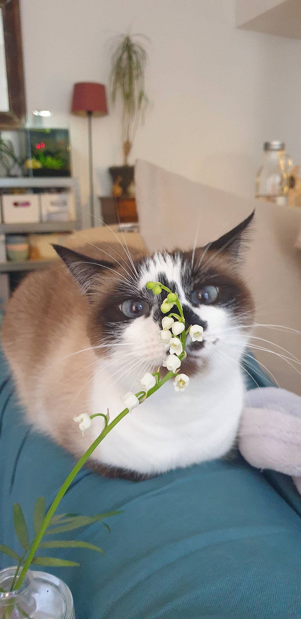 Griotte a rejoint le concours — aidez-le/la à gagner de superbes lots ! carnivore, cat, domestic_long_haired_cat, domestic_short_haired_cat, felidae, fur, kitten, norwegian_forest_cat, plant, ragamuffin, ragdoll, small_to_medium_sized_cats, snowshoe, whiskers