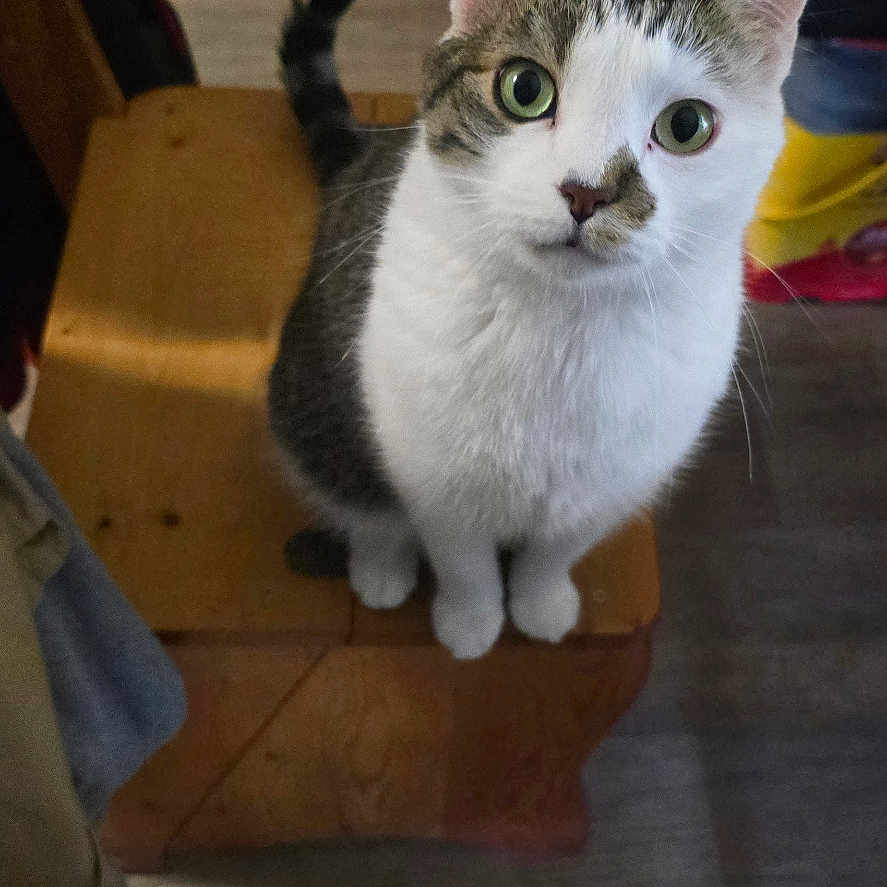 Pickles