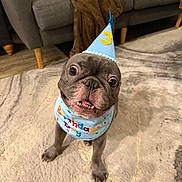 Goober is registered to the contest to win money with this photo: dog, french_bulldog, birthday_hat, birthday_scarf, party, indoor, carpet, living_room, couch, blanket, pet, cute, celebration, smiling, animal, canine, small_dog, looking_up, happy, funny