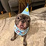 dog, french_bulldog, birthday_hat, birthday_scarf, party, indoor, carpet, living_room, couch, blanket, pet, cute, celebration, smiling, animal, canine, small_dog, looking_up, happy, funny