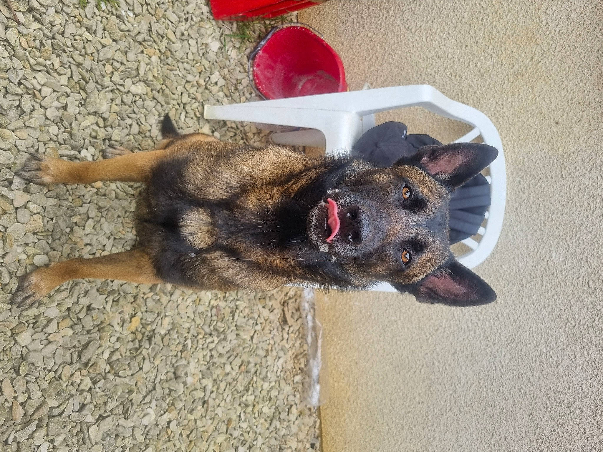 Sherko participe au concours pour gagner de l'argent avec cette photo : canidae, carmine, carnivore, collar, companion_dog, coquelicot, dog, dog_breed, dog_supply, fawn, flooring, fur, german_shepherd_dog, old_german_shepherd_dog, paw, snout, sporting_group, wood, working_animal, working_dog