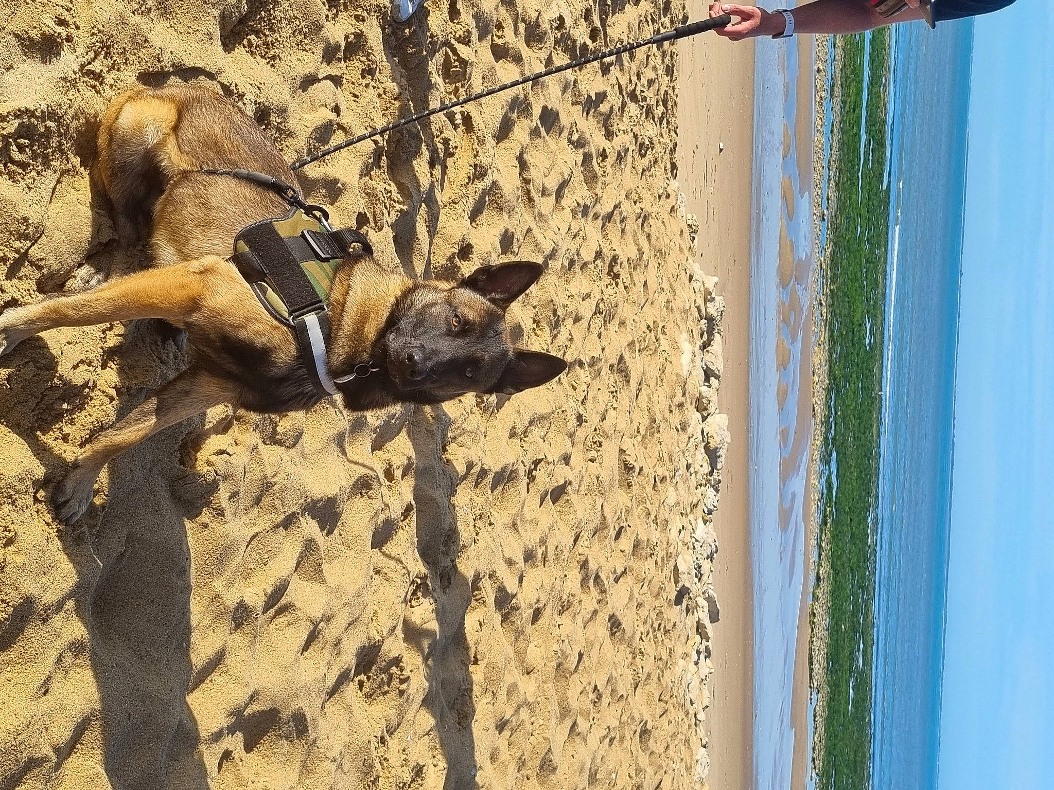 Sherko participe au concours pour gagner de l'argent avec cette photo : beach, carnivore, dog, dog_breed, fawn, landscape, leash, plant, sky, snout, soil, sporting_group, terrestrial_animal, tints_and_shades, tree, trunk, wall, water, wood, working_animal