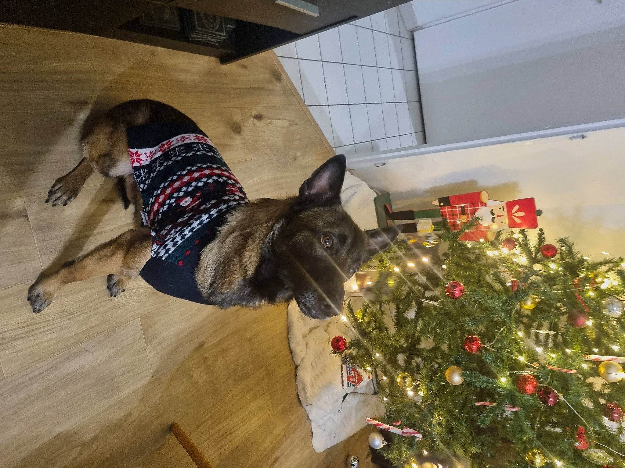 Sherko a rejoint le concours — aidez-le/la à gagner de superbes lots ! carnivore, christmas_ornament, christmas_tree, collar, companion_dog, conifer, dog, dog_breed, dog_supply, event, evergreen, flooring, hardwood, holiday, holiday_ornament, ornament, pet_supply, tail, tree, wood