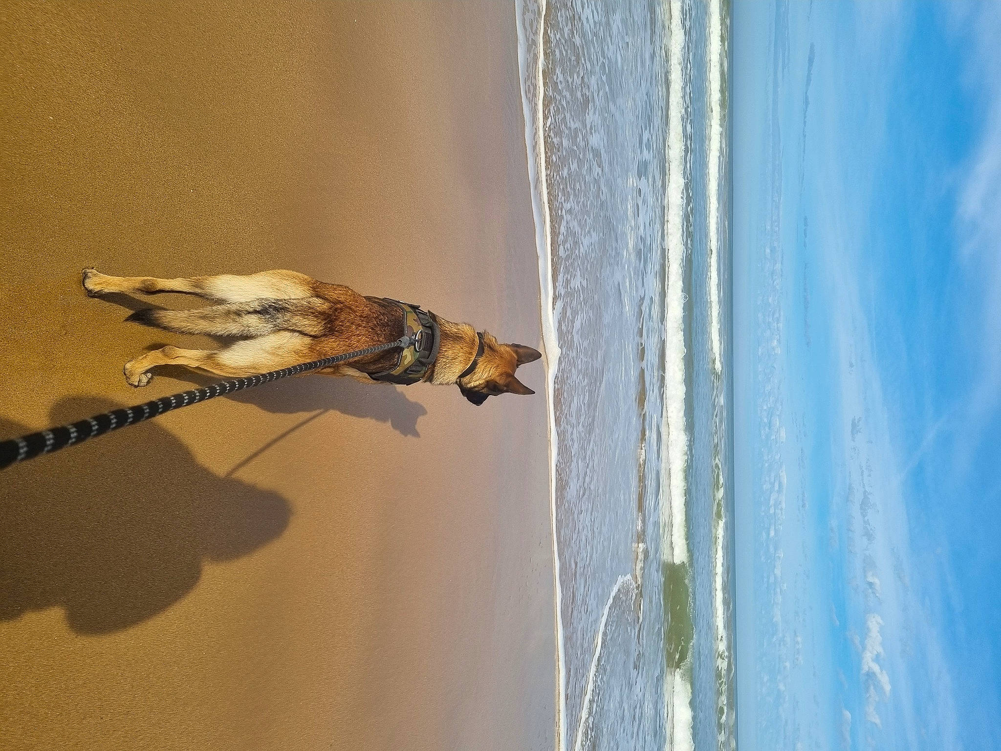 Sherko a rejoint le concours — aidez-le/la à gagner de superbes lots ! beach, beak, cloud, feather, ocean, pest, plant, reflection, shadow, sky, tail, tree, twig, water, wave, wind_wave, window, wing, winter, wood